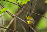 Paruline  calotte noire - Wilsons Warbler
