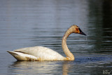 Cygne trompette - Trumpeter Swan