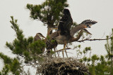 Quatre jeunes Grand hron au nid - Great blue Heron