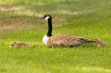 Bernaches du Canada - Canada Geese