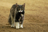 Chatte et son petit - Mom and her kitten