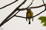 Paruline à tête cendrée - Magnolia Warbler