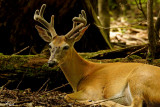 Cerf de Virginie - White-tailed deer