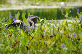 Grand hron - Great blue Heron