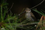 Bruant familier -  Chipping Sparrow (juvenile)