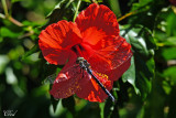 Hibiscus et libellule - Dragonfly