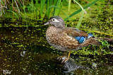 Canard branchu - Wood duck