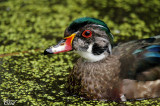 Canard branchu - Wood duck