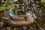 Canard branchu - Wood duck 