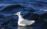 Mouette tridactyle - Black-legged Kittiwake