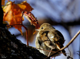 Grive solitaire - Hermit Thrush