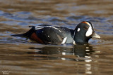 Arlequin plongeur - Harlequin duck