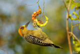 Pic lgant - Golden-cheeked Woodpecker