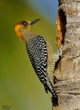 Pic lgant - Golden-cheeked woodpecker