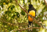 Trogon citrin - Citreoline trogon