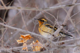 Grive  collier - Varied Thrush