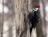 Grand pic - Pileated woodpecker 