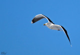 Goland marin - Great black-backed Gull