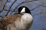 Bernache du Canada - Canada goose