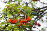 Perruche veuve - Monk parakeet