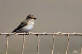Gobemouche gris - Spotted flycatcher