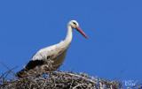 Cigogne blanche - White stork