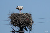 Cigognes blanche - White storks