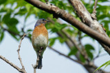 Merlebleu de lEst - Eastern bluebird