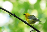 Paruline orangée - Prothonotary warbler