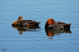 Fuligule  tte rouge - Redhead