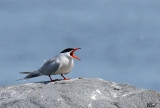 Sterne pierregarin - Common tern