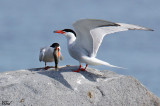 Sternes pierregarin - Common terns 