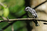 Paruline noir et blanc - Black-and-white warbler