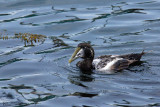 Eider  duvet - Common eider