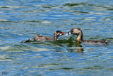 Grbe  bec bigarr - Pied-billed grebe