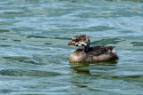 Grbe  bec bigarr (jeune) - Pied-billed grebe (young)