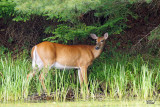 Cerf de Virginie - White-tailed deer