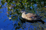 Canard branchu - Wood duck (female)