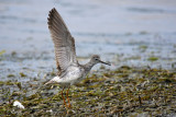 Petit chevalier - Lesser yellowlegs