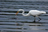 Grande  aigrette - Great egret