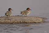 Sarcelles dhiver - Green-wing teal