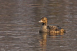 Eider  tte grise - King eider (young male)