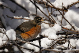 Merle dAmrique - American robin