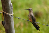 Colibri gant - Giant hummingbird (female)