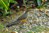 Tacco dHispaniola - Hispaniolan Lizard-cuckoo