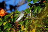 Tyran gris - Gray kingbird