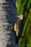 Pic dHispaniola - Hispaniolan woodpecker