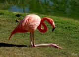 Flamant des Carabes - American flamingo