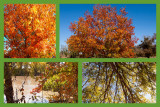 A collage of Fall color