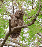 Mama Barred Owl